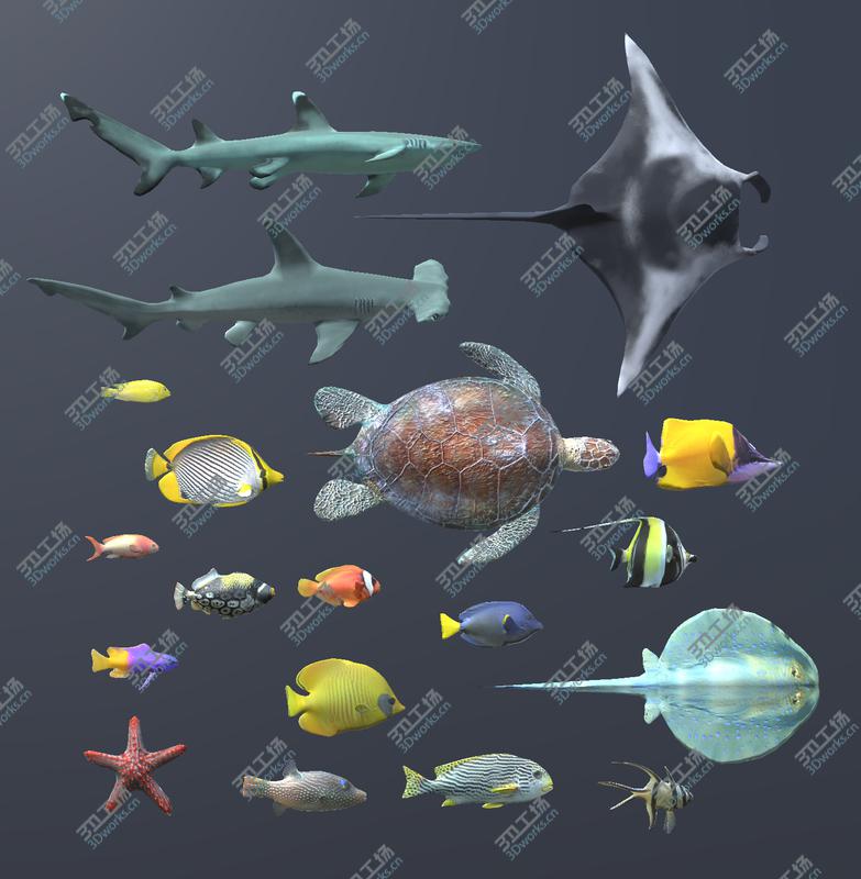 images/goods_img/202104091/Coral Fish Pack/1.jpg